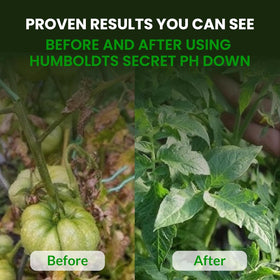 Humboldts Secret Golden Tree root-growth boost visible on roots.