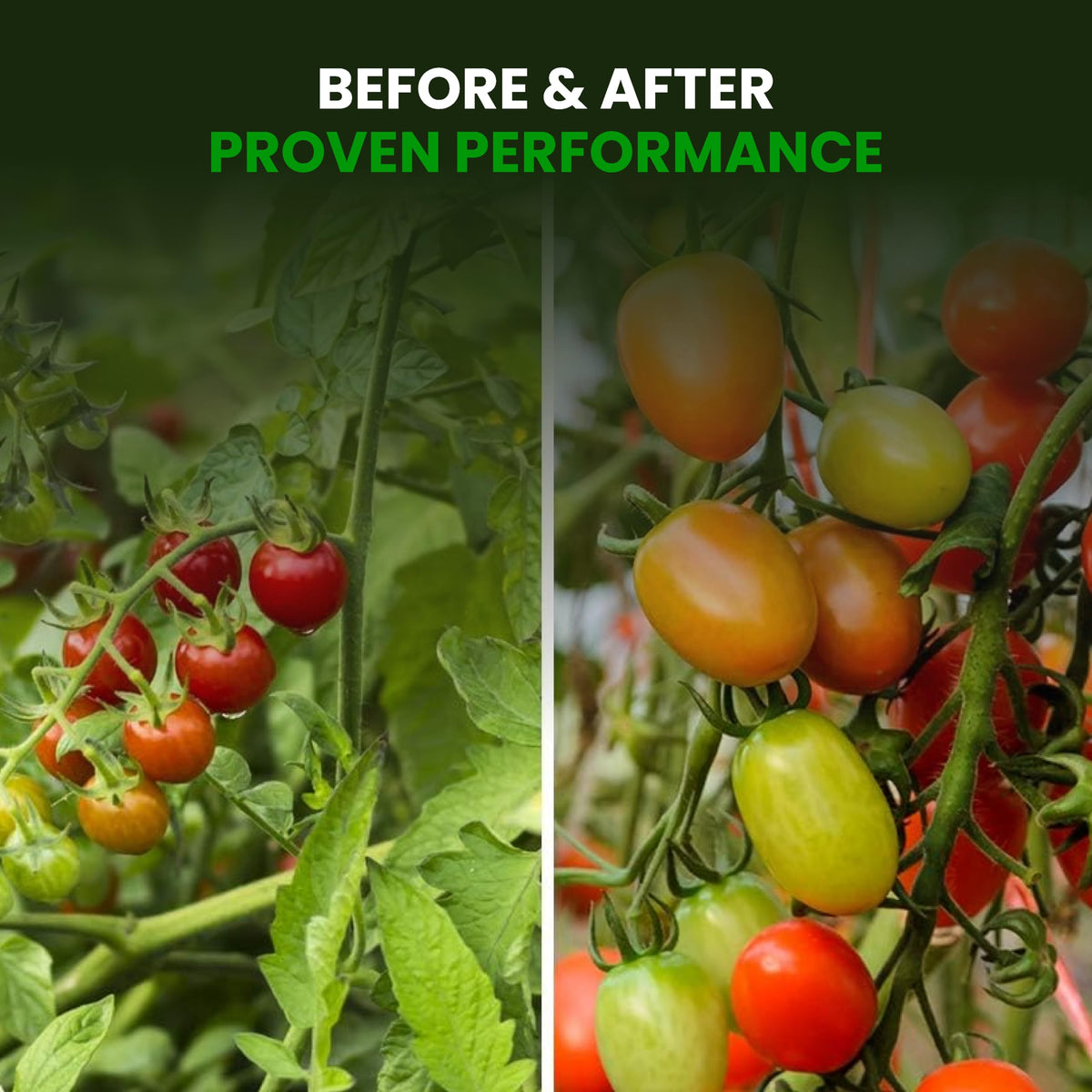 Humboldts Secret Sweet & Sticky herb garden outdoor setup demonstrates reliable performance.