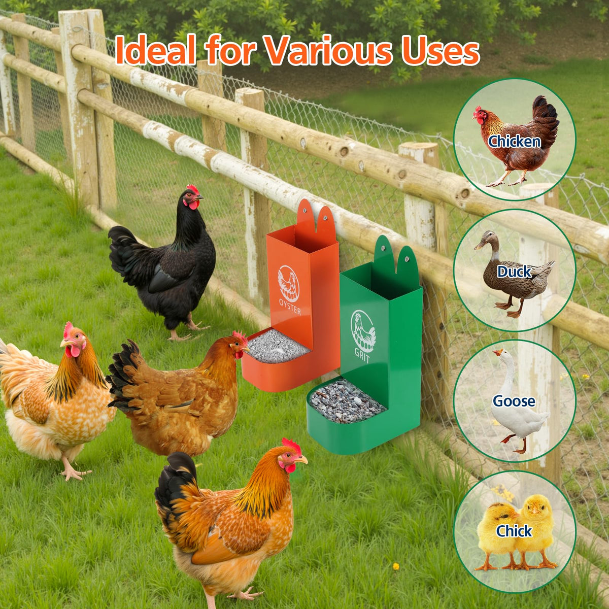 HUMVMV six-chicken capacity with two-week supply reduces refills and trips.