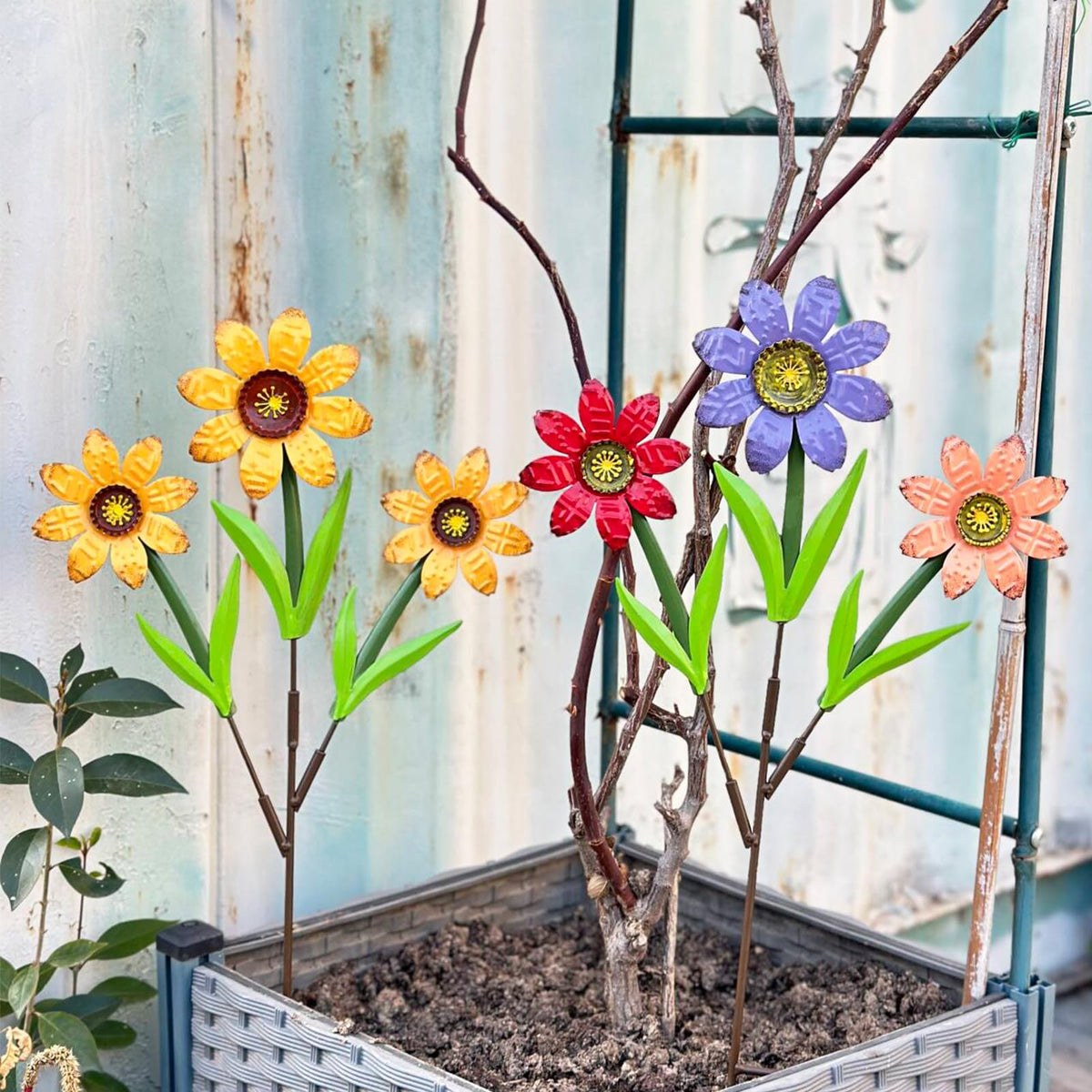 HUTHDAK large colorful flowers for lawn borders and beds.