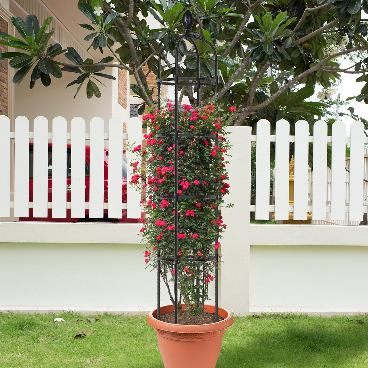 Multi-purpose trellis suitable for flowers, ivy, cucumbers, tomatoes.