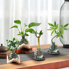 HymoConn compact propagation vase ready to use with no assembly