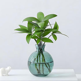 HymoConn desk accessory suitable for cuttings and small plants