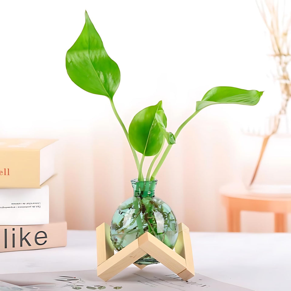 HymoConn propagation station glass vase on a desk for hydroponics and greenery