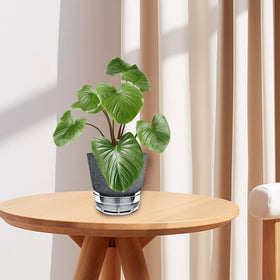 HYNZ five-pack compact setup for small spaces and plant displays