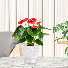 HYNZ frosted white minimalist design complements any space.