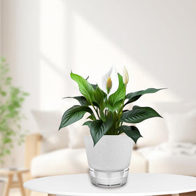 HYNZ five-color option suits mixed plant displays at home or office.