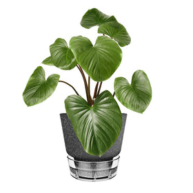 HYNZ self-watering planter with clear waterer supports steady moisture