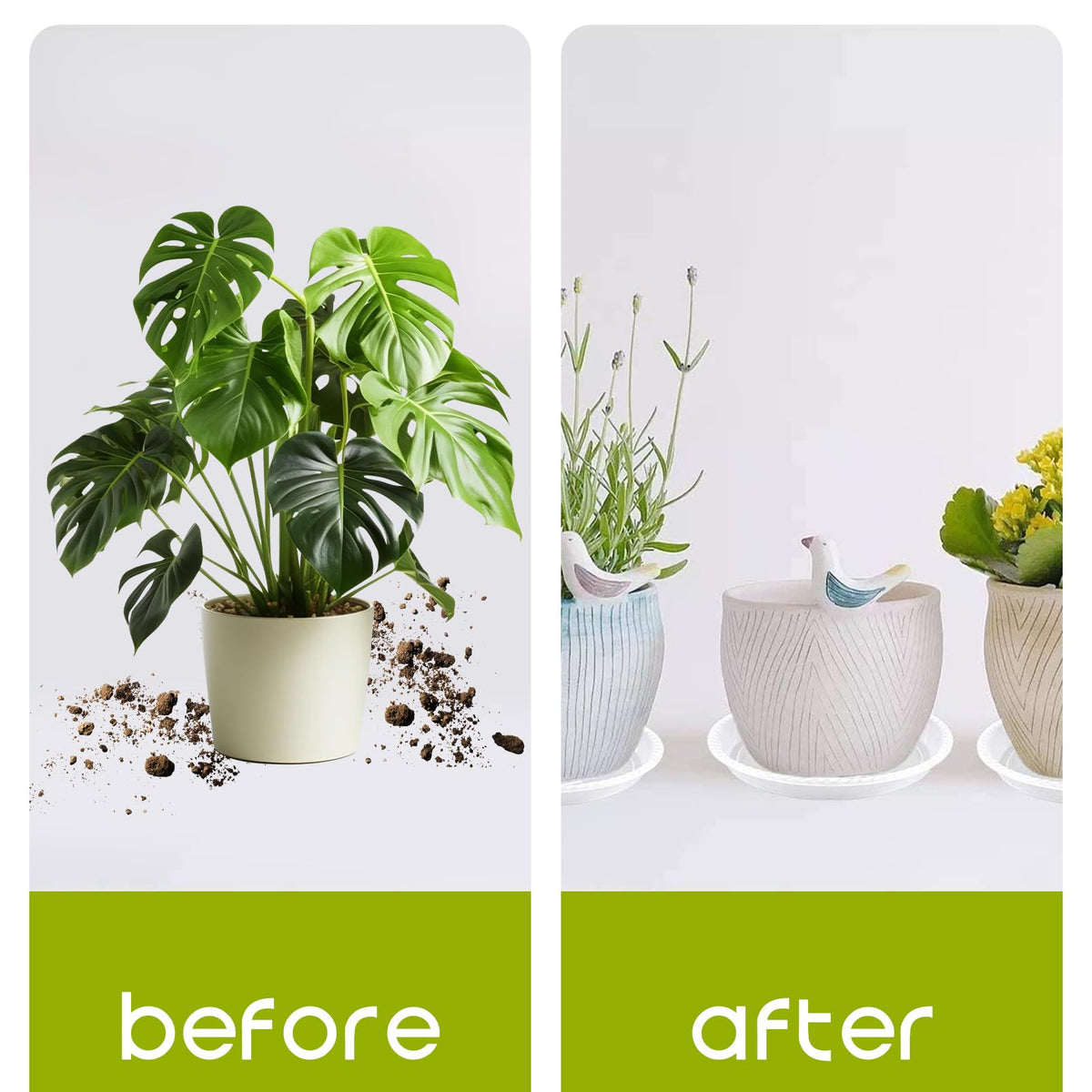 Hyuetrsa clear tray suitable for both indoor and outdoor use with 6-inch pots.