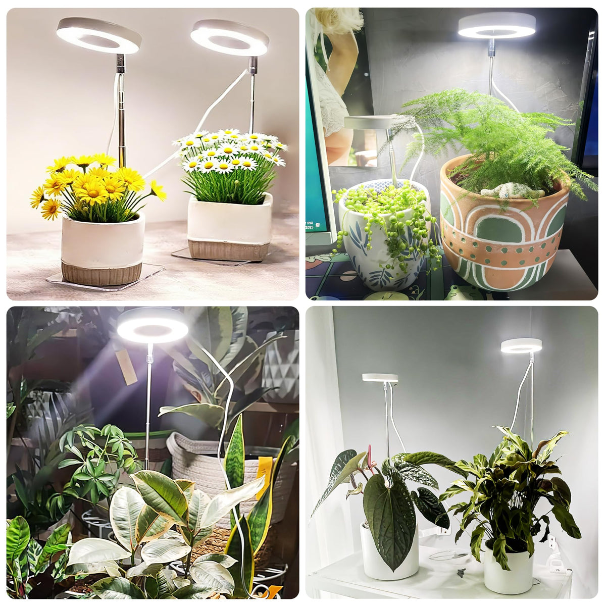 Hywyimlait Indoor Plant Light Setup adds stylish decor while supporting growth.