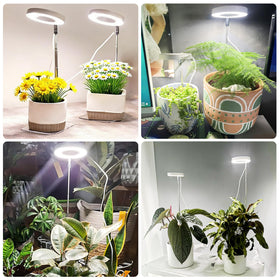 Hywyimlait Indoor Plant Light Setup adds stylish decor while supporting growth.