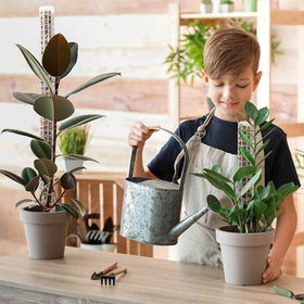 HYYZ moss pole kit starter pack ideal for indoor plant projects.
