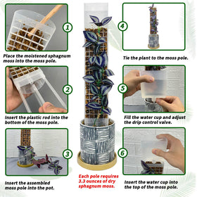 HYYZ self-watering cup on moss pole ensures steady hydration for busy days