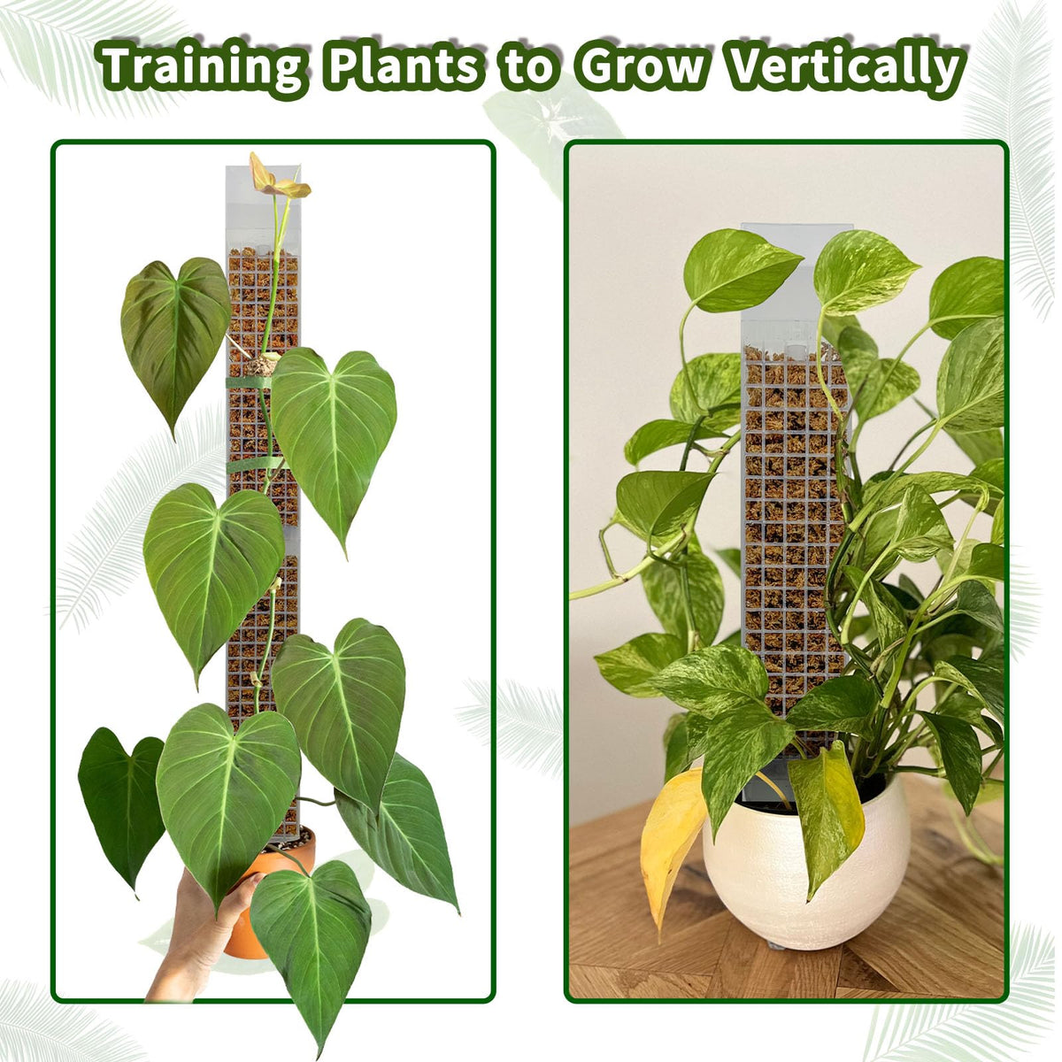 HYYZ vertical-growth moss pole promotes upward growth and brighter leaves