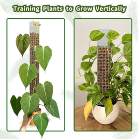 HYYZ vertical-growth moss pole promotes upward growth and brighter leaves