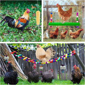 HZxoAxo chicken mirror reveals curiosity and reflective behavior.