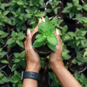 Iceyyyy durable plastic net pots built for long-lasting hydroponic use.
