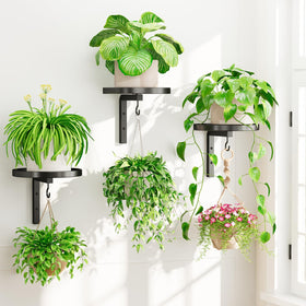 iDavosic.ly wall plant holder trio mounted on a modern wall for compact display.
