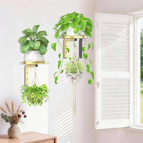iDavosic.ly pet-safe wall shelf keeps greenery out of reach.