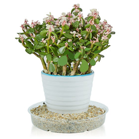 Idyllize plant saucer helps manage moisture and keeps garden tidy.