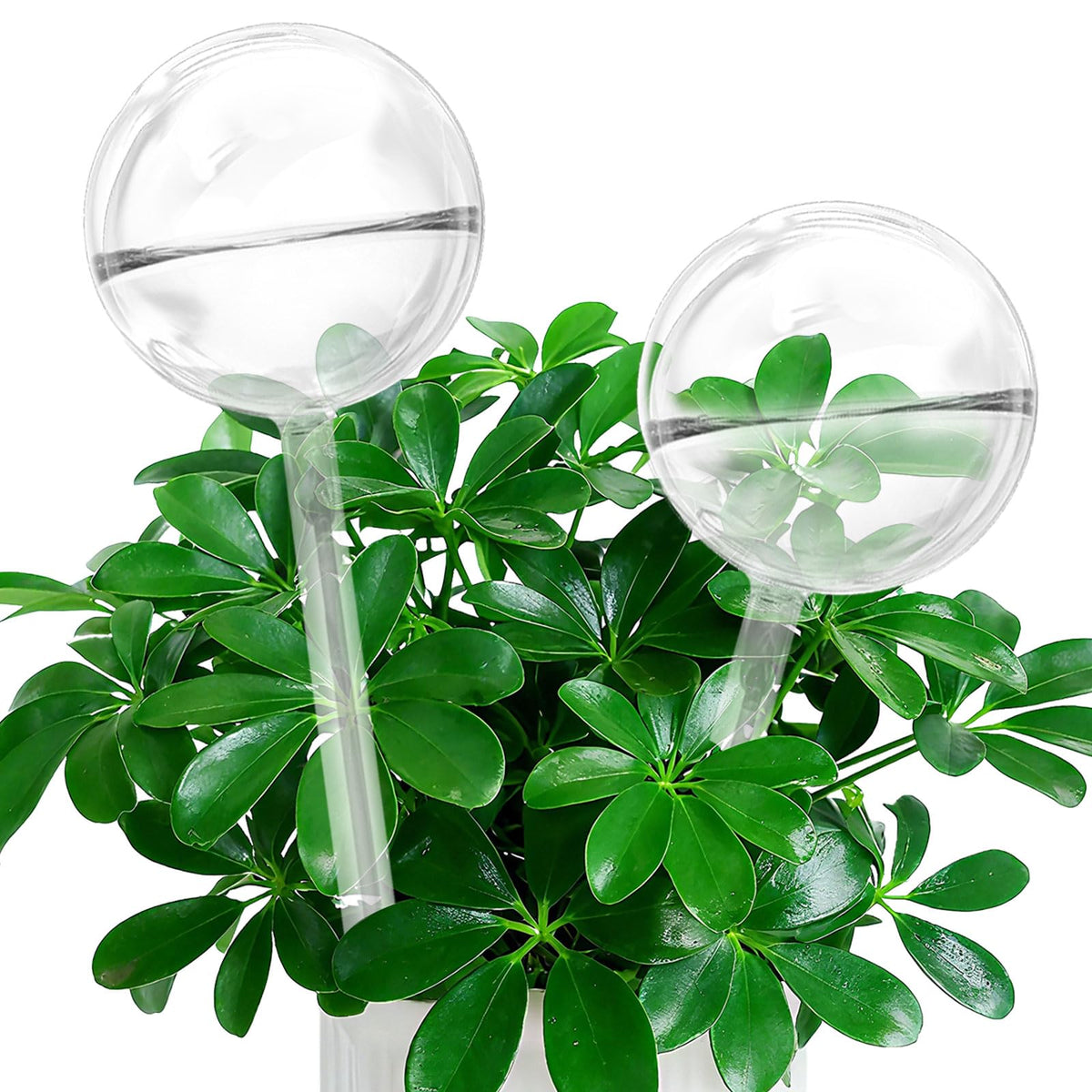 iGarden self-watering globes in clear glass sustain indoor plants while away