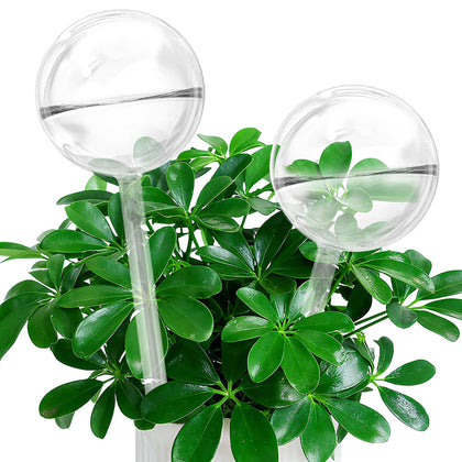 iGarden self-watering globes in clear glass sustain indoor plants while away