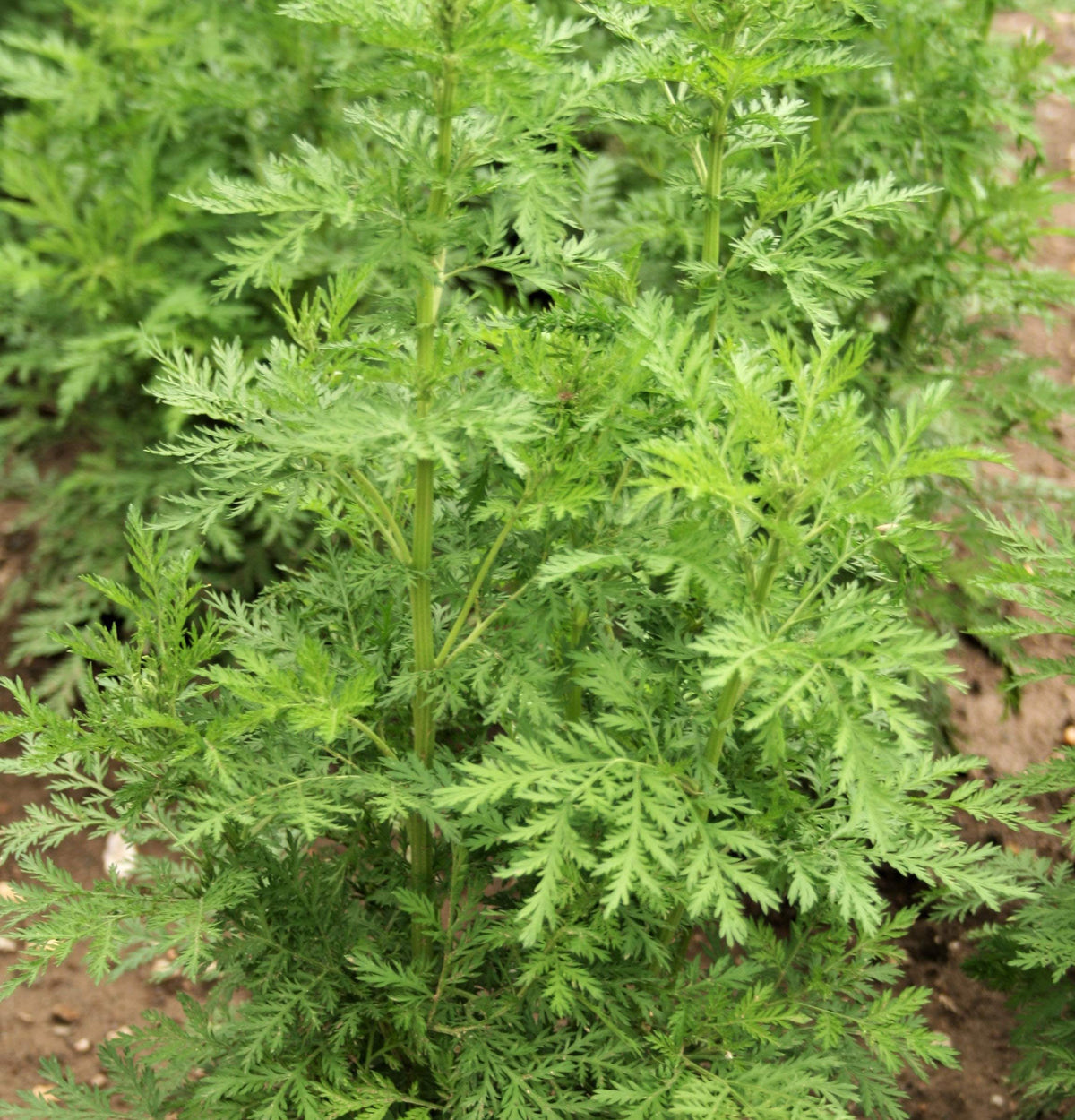 Ilaria Sweet Wormwood seeds for fragrant herb garden and herbal harvest