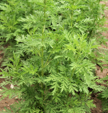 Ilaria Sweet Wormwood seeds for fragrant herb garden and herbal harvest