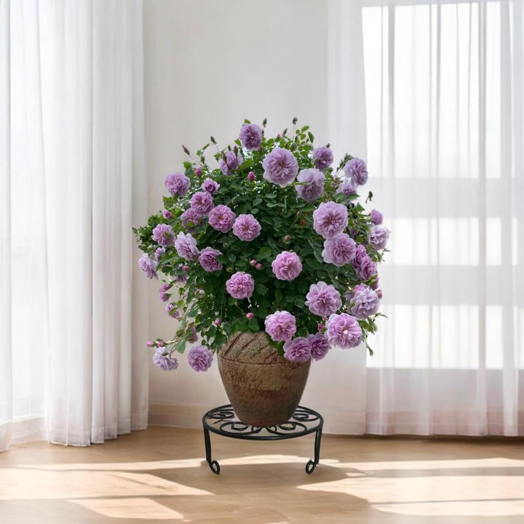 iLTreFlo heavy-duty stand supports large pots up to 300 pounds.