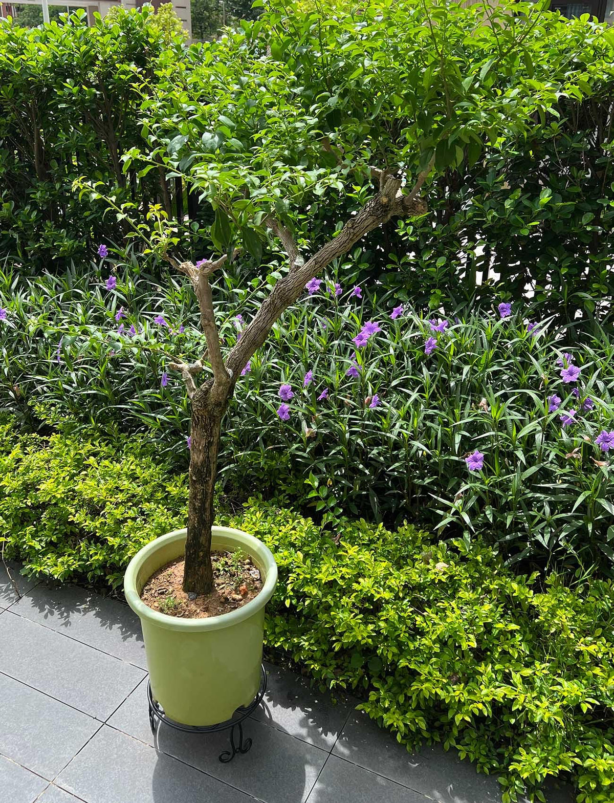 iLTreFlo three-leg design provides stable display for tall planters.