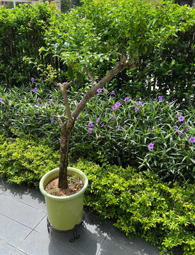 iLTreFlo three-leg design provides stable display for tall planters.
