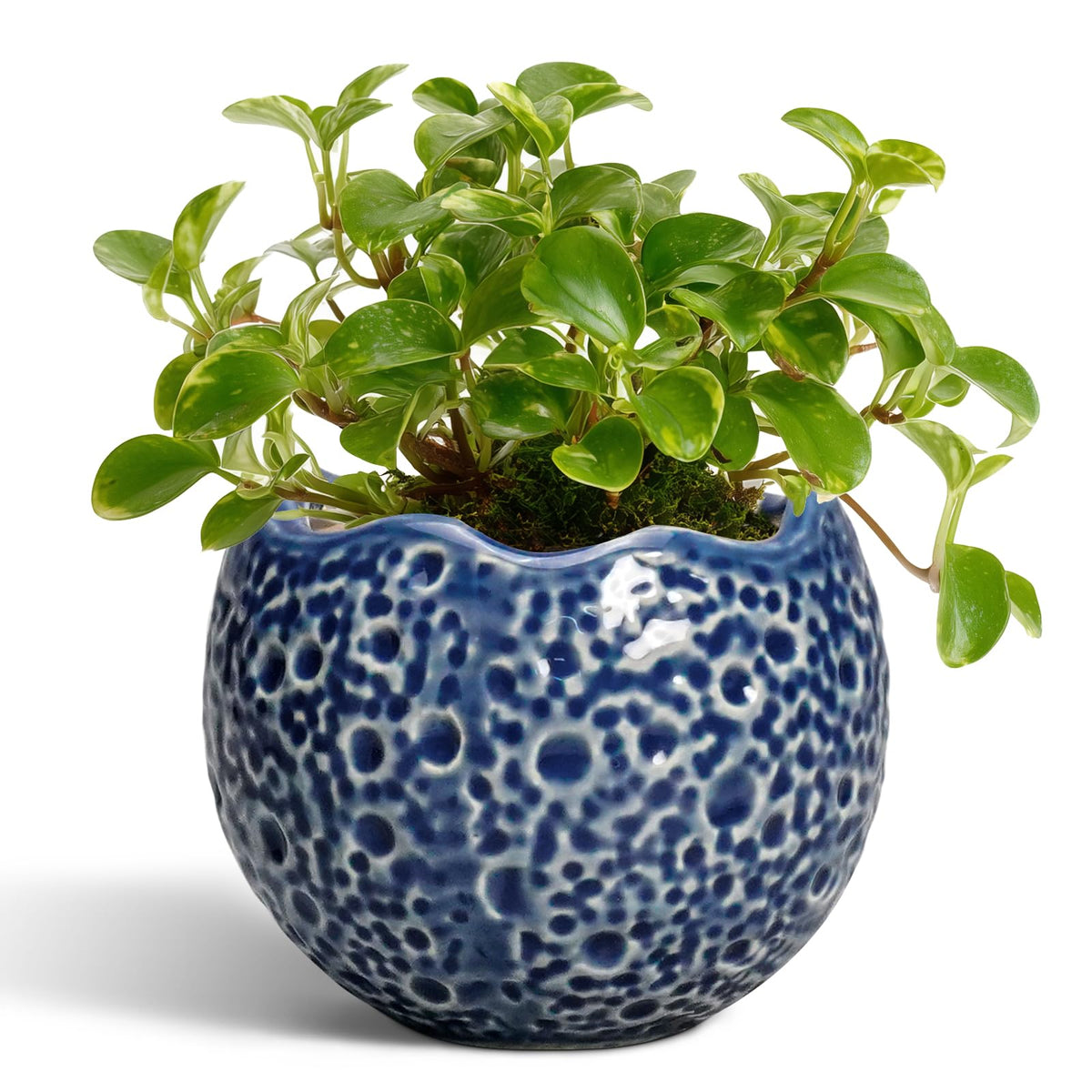 Thirtypot 4-Inch Moon-Design Ceramic Plant Pot with Drainage Hole - Blue | Indoor & Outdoor Decor
