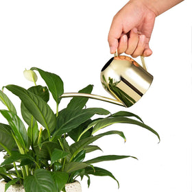 IMEEA Gold Watering Can in office decor with elegant color