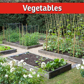 IMUSTGARDEN Garlic Block spray works without mixing, saving time in the garden.