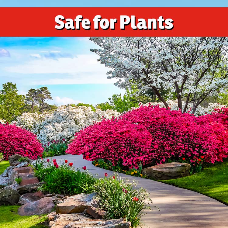IMUSTGARDEN leaves appear greener as sulfur helps chlorophyll production.