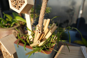 INATURE pollinator garden featuring bamboo tubes supporting pollinators