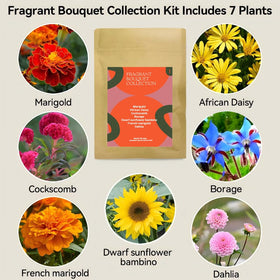 Inbloom Fragrant Bouquet seeds and packaging ready to inspire a vibrant indoor garden