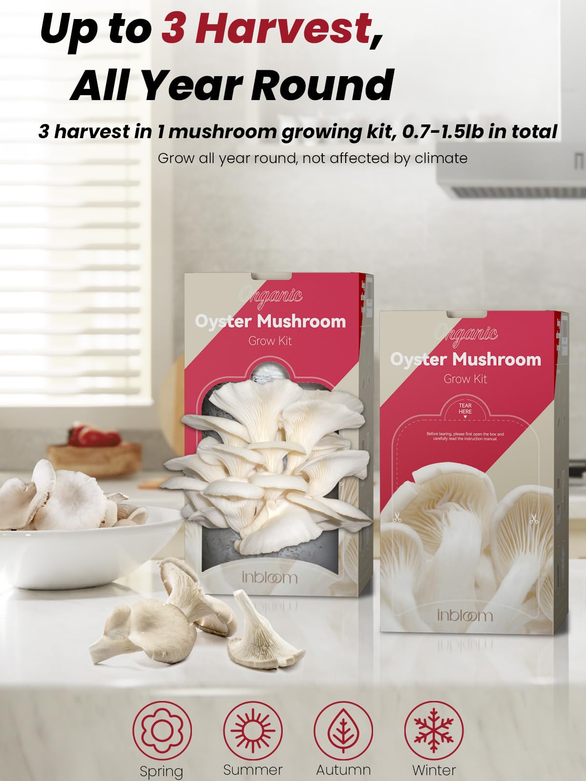 inbloom Harvest-ready Oyster Mushrooms, fresh flavor from your own kitchen.