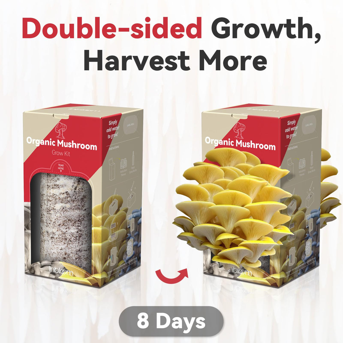 Inbloom golden oyster mushrooms harvested from the kit, ready to cook.
