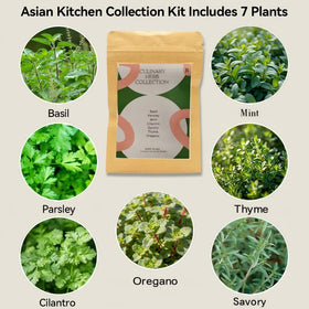 Inbloom Hydroponics parsley pod kit for garnish indoors
