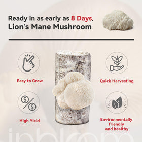 inbloom Lion's Mane growth bag, clear view of growing mycelium.