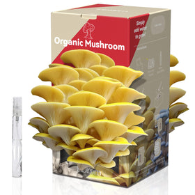 Inbloom Organic Golden Oyster Mushroom Grow Kit box, ideal for beginners.