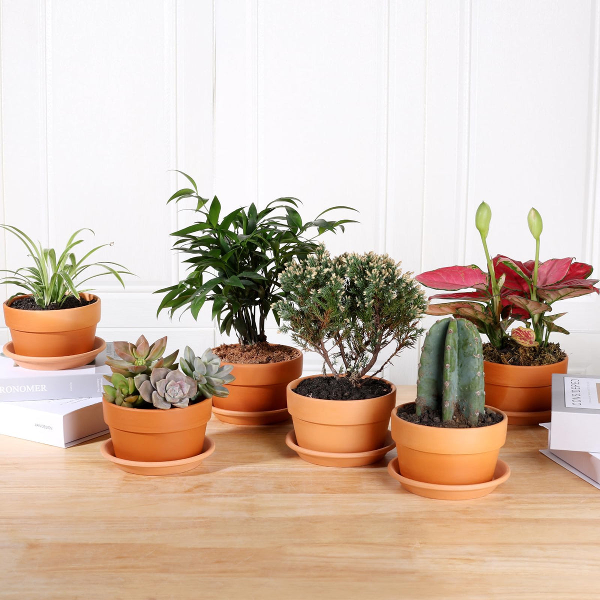 INGOFIN durable clay pots withstand sun and cold for year-round display.