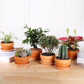 INGOFIN durable clay pots withstand sun and cold for year-round display.