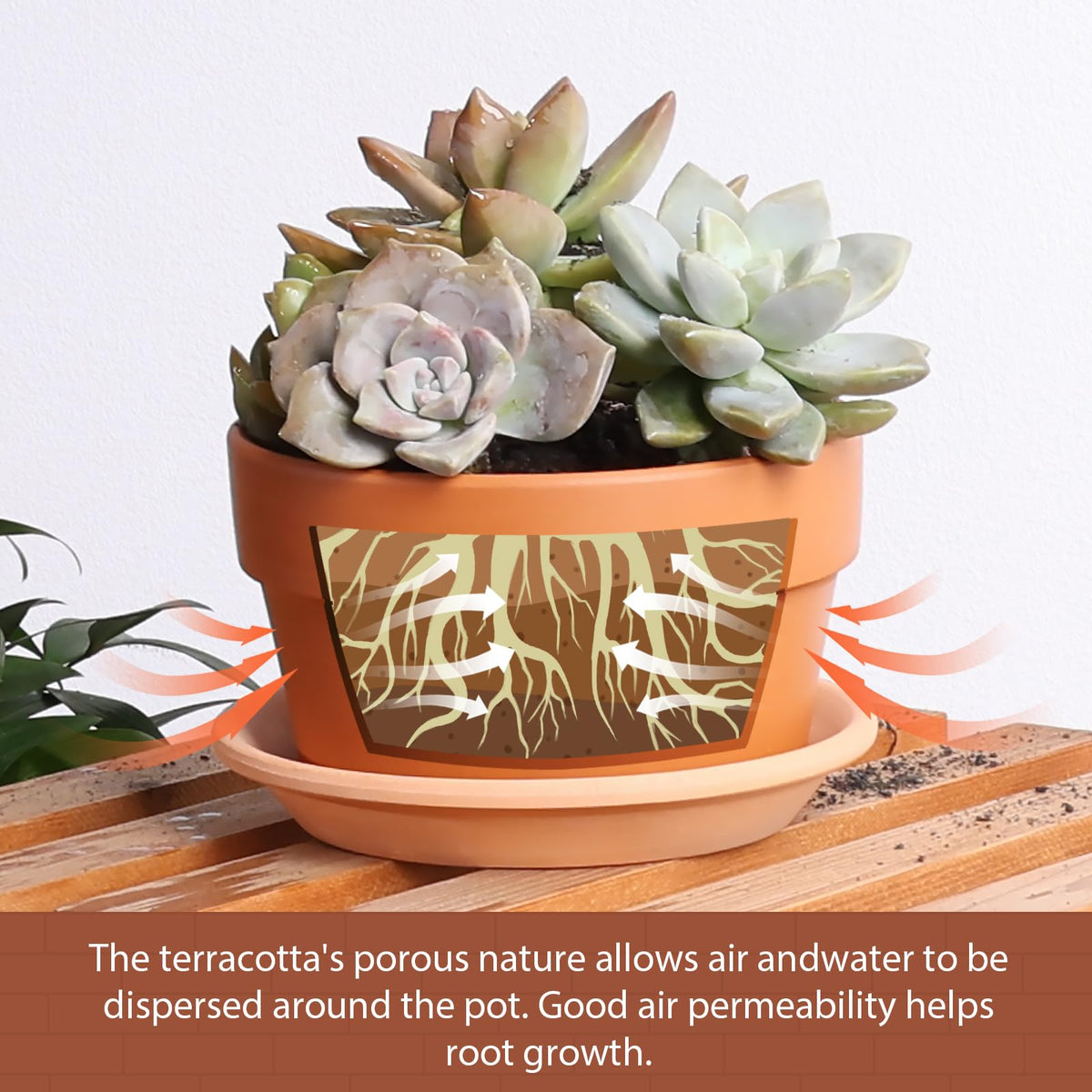 INGOFIN terracotta pots with saucer help keep surfaces clean and dry.