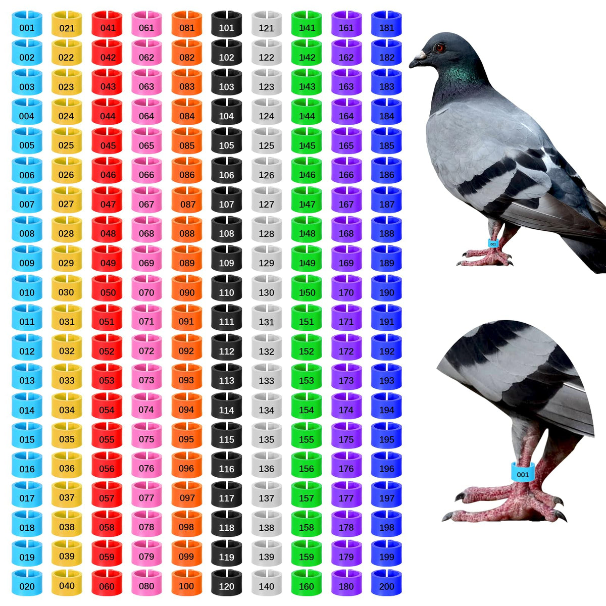 InnoHHustle 200pc 8mm chick leg bands in vibrant colors for easy flock IDs.