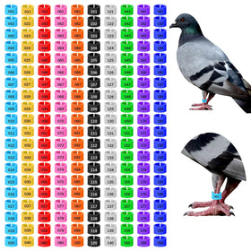 InnoHHustle 200pc 8mm chick leg bands in vibrant colors for easy flock IDs.
