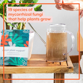 INSTANT BIOLOGICS Indoor garden using Instant Plant Support tablets with thriving houseplants