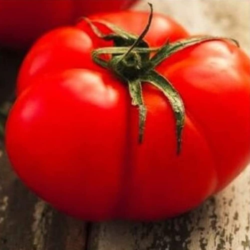 Instant Latch 500 Beefsteak seeds pack, ready for warm-season planting