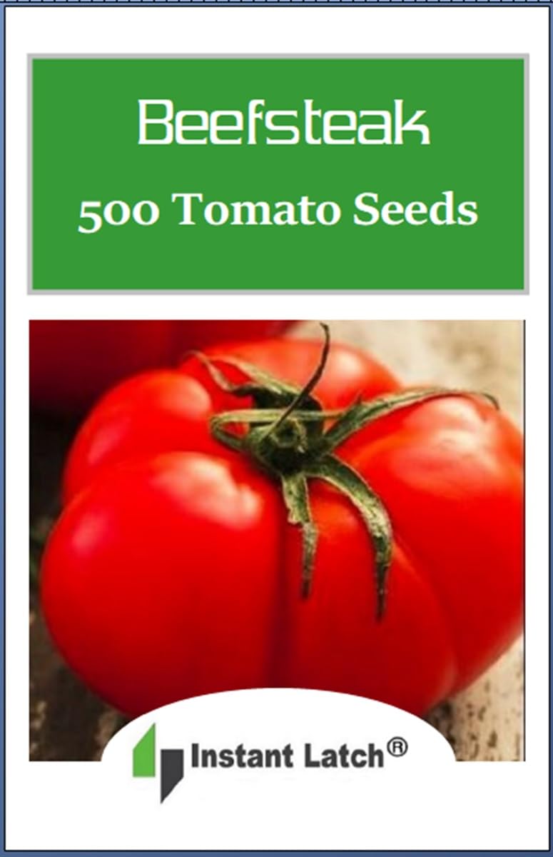 Instant Latch Beefsteak tomatoes growing, showcasing homegrown freshness and harvest potential